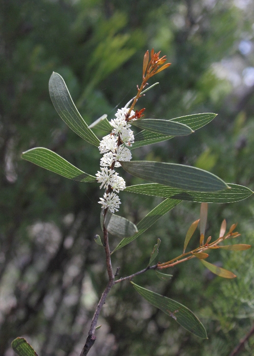 New South Wales Plants Proteaceae